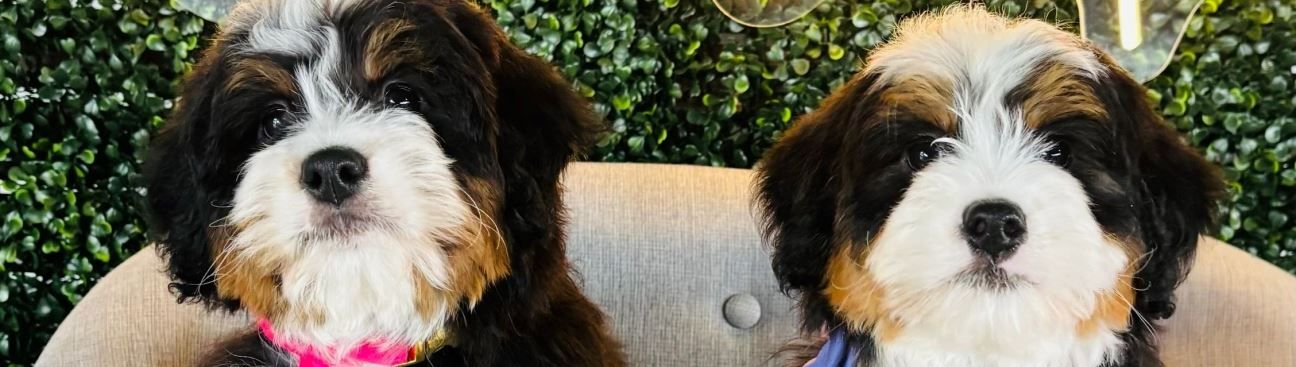 Royal Doodles of Florida's cover image