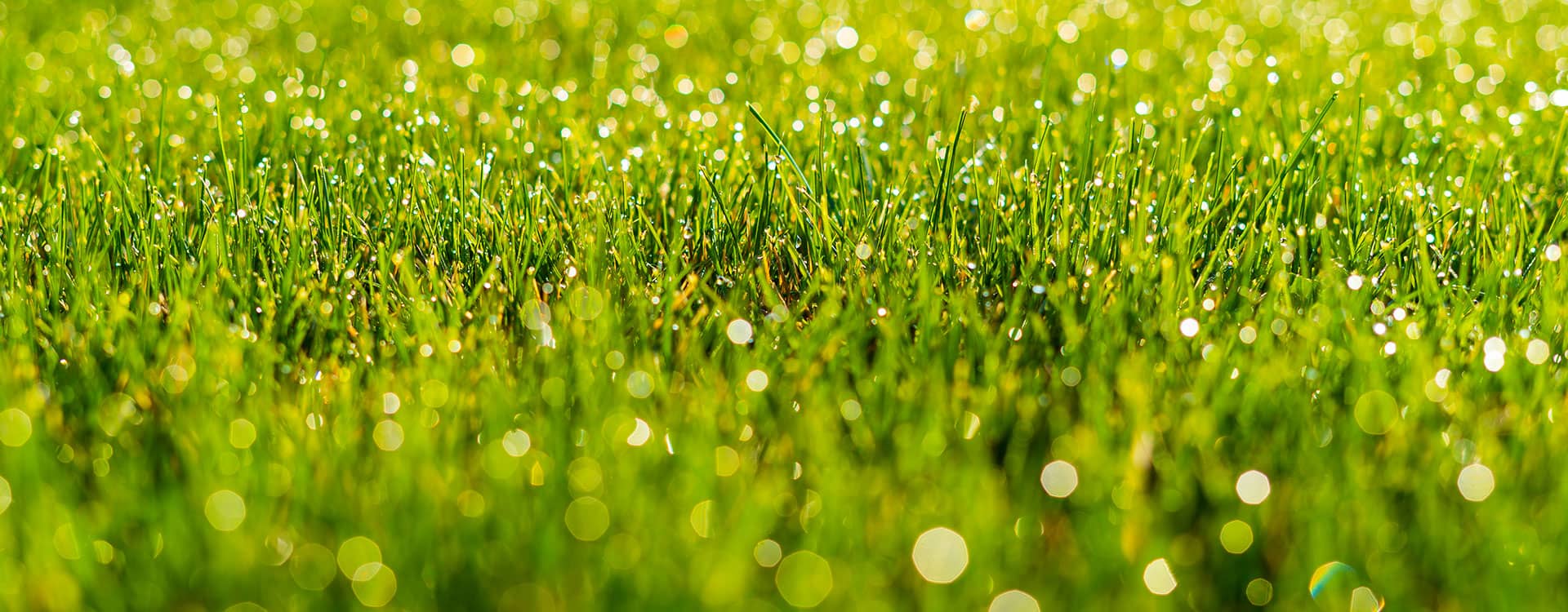 Alabama Turf Specialists LLC's cover image