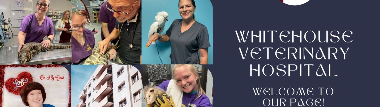 Whitehouse Veterinary Hospital's cover image