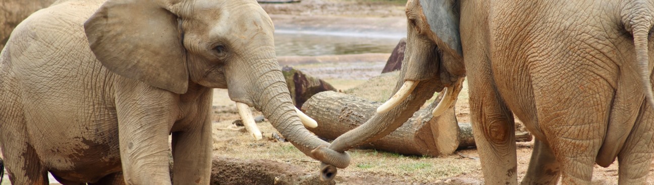 Birmingham Zoo's cover image