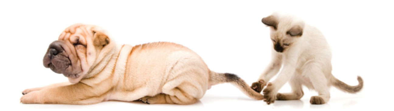 Leitchfield Veterinary Clinic's cover image