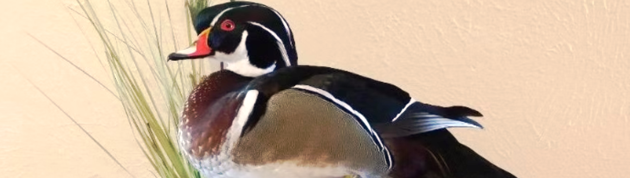 Bush Country Taxidermy's cover image