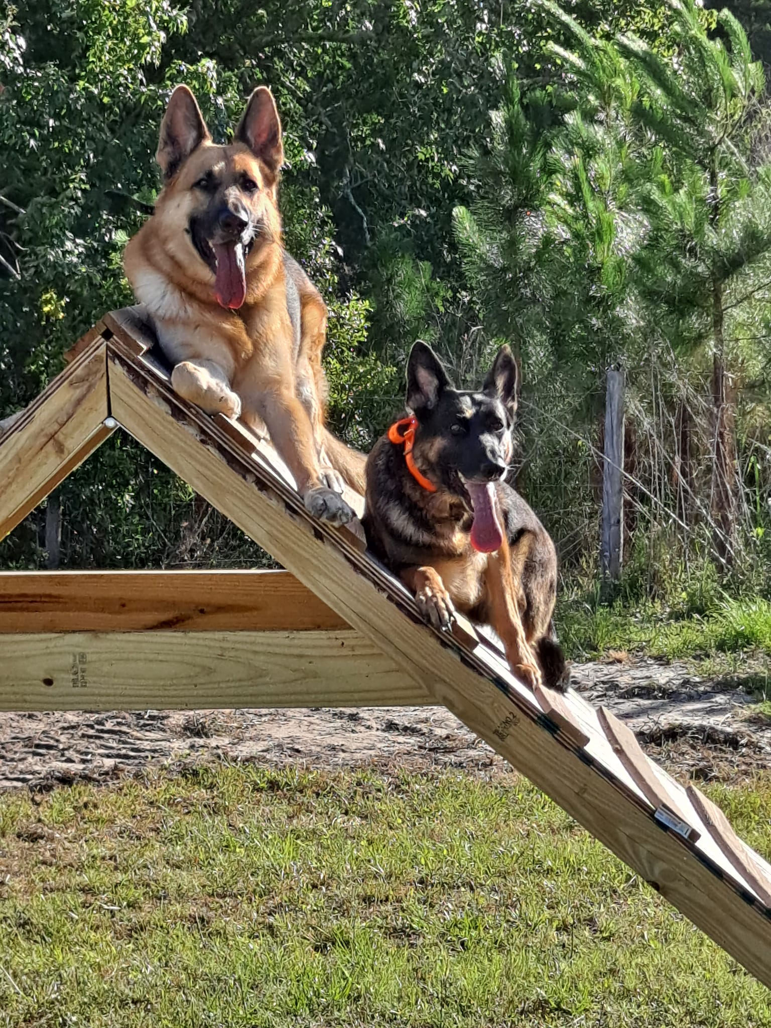 Russells K9 Academy 200 Reviews Dog Training in Daytona Beach, FL