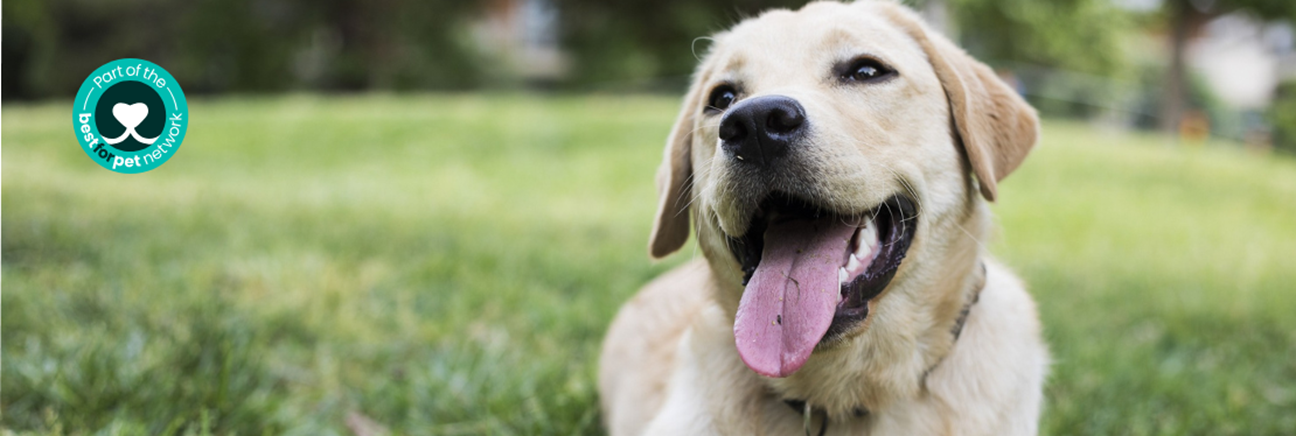 Flinders View Veterinary Surgery's cover image